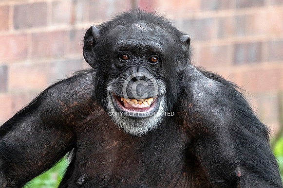 Chimpanzee Close Up Showing Teeth 'Smile'