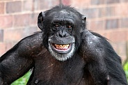 Chimpanzee Close Up Showing Teeth 'Smile'