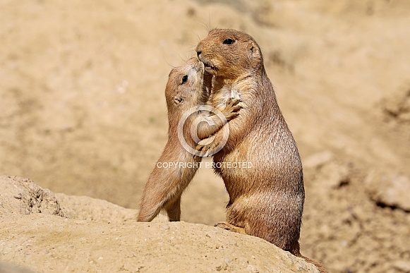 Black-tailed prairie dog (Cynomys ludovicianus) Black-tailed prairie dog (Cynomys ludovicianus)