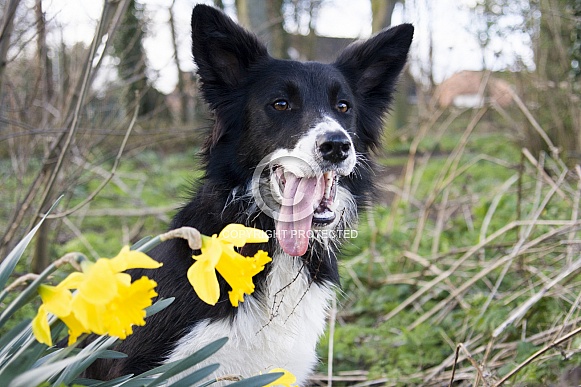 Border collie