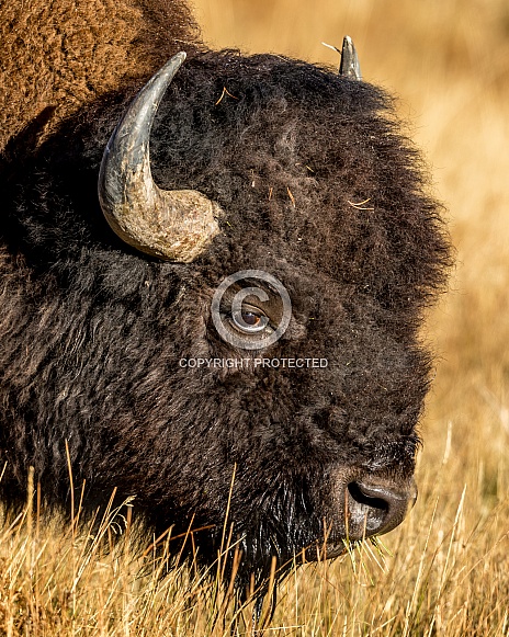 Bison, Wooly Head of Buffalo