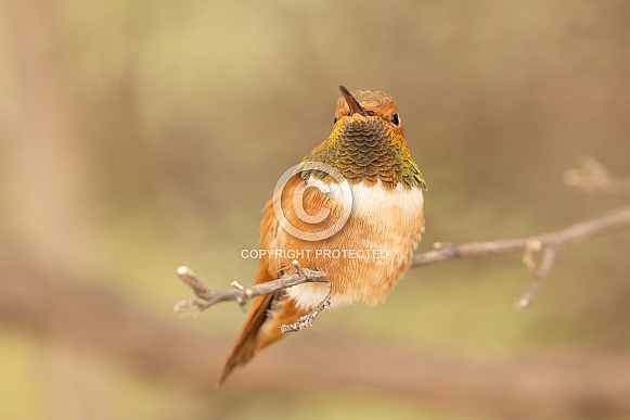 Rufous Hummingbird, Selasphorus rufus