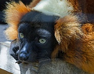 Lemurs