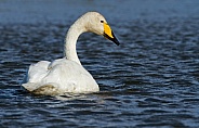 The whooper swan (Cygnus cygnus), also known as the common swan