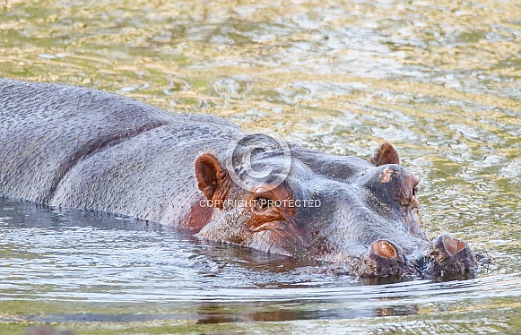 Hippopotamus