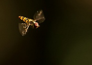 Hoverfly in Flight