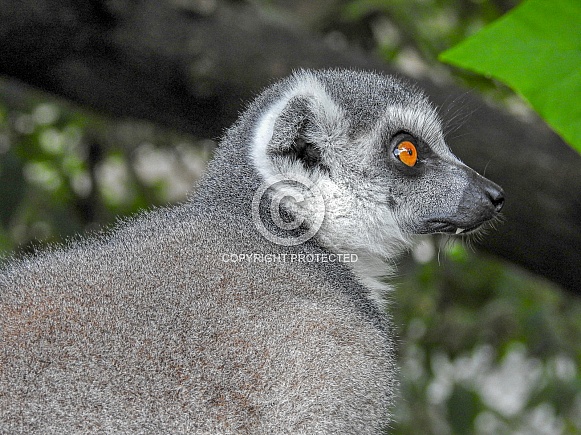 Lemur