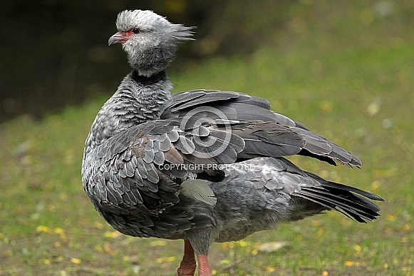 Southern Screamer Southern Screamer