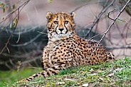 Young cheetah resting