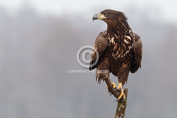 White tailed eagle or European Eagle