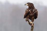 White tailed eagle or European Eagle