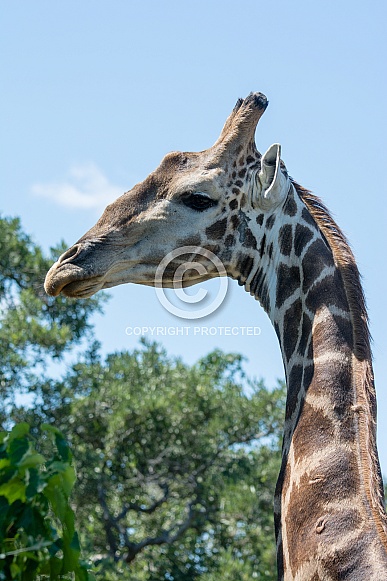 Giraffe Portrait