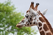Rothschild's Giraffe Close Up Head Shot