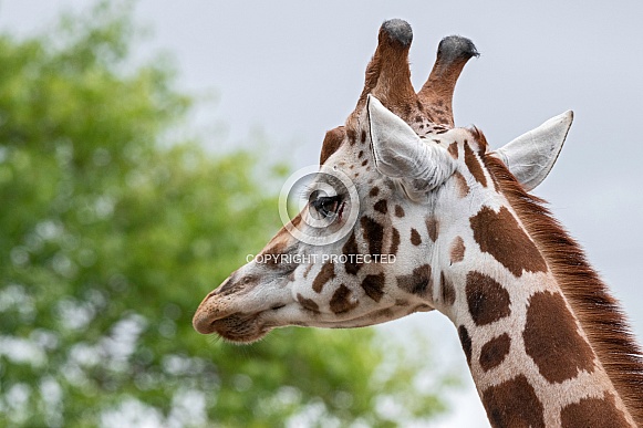Rothschild's Giraffe Close Up Head Shot Rothschild's Giraffe Close Up Head Shot