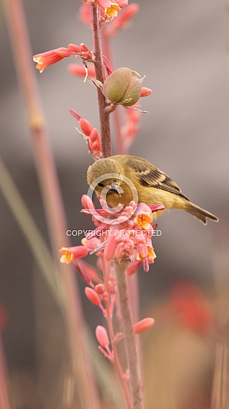 Lesser Goldfinch, Spinus psaltria