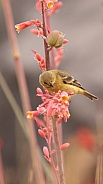 Lesser Goldfinch, Spinus psaltria