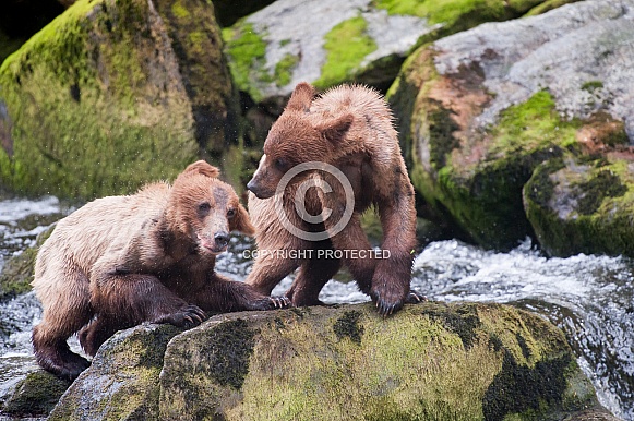 Two young grizzly cubs