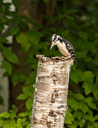 Male Hairy Woodpecker in Alaska