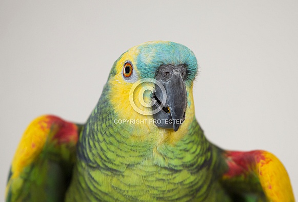 Blue-fronted Amazon Parrot