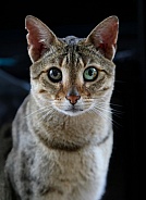 Savannah cat Noa