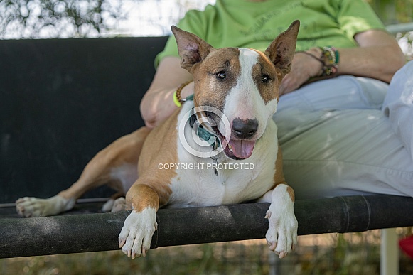 Bull terrier resting on the bench