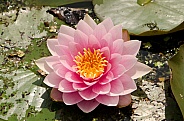 Water lily rose