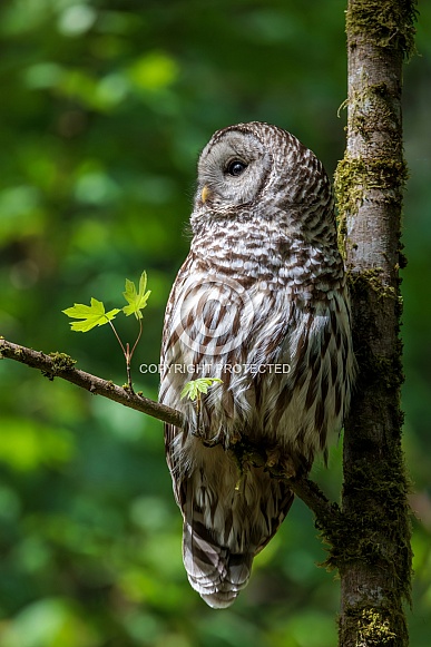 Barred Owl