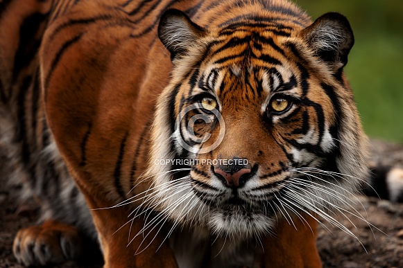 Sumatran Tiger