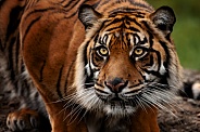 Sumatran Tiger