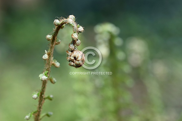 Green ferns (Polypodiopsida)