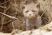 Red fox cubs