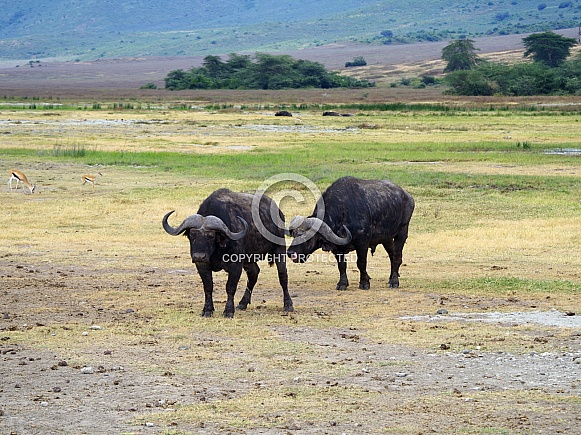 African Buffalo