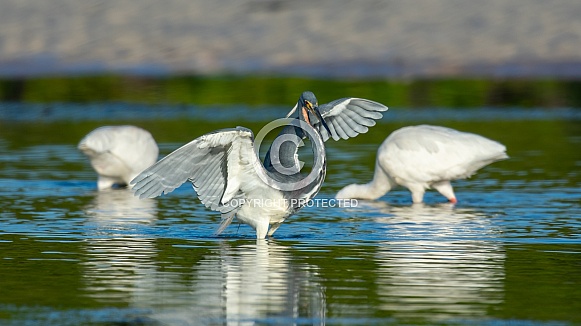 Tri-colored Heron (Egretta tricolor)