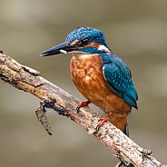 Kingfisher