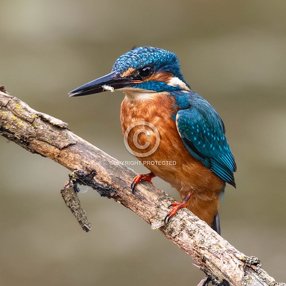 Kingfisher Kingfisher