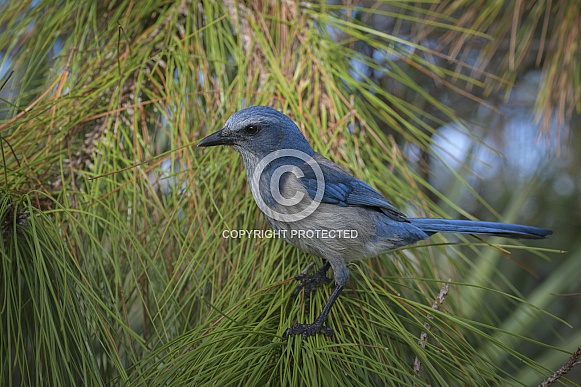 Florida Scrub Jay