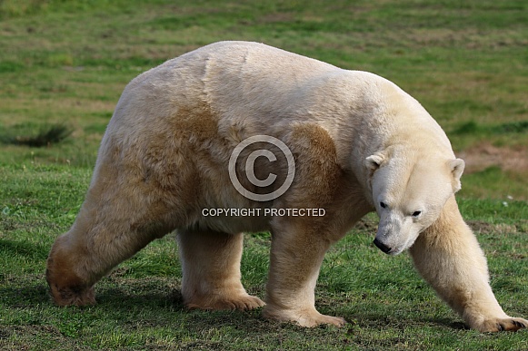 Polar Bear