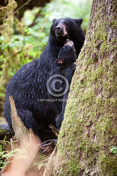 Black Bear and Cub (wild)