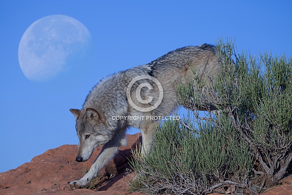 wolf, canis lupis wolf, canis lupis