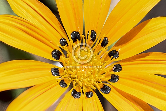 Daisy Type Flower