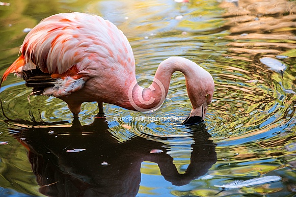 Pink Flamingo