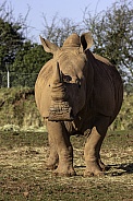 White Rhino fully body, facing forward