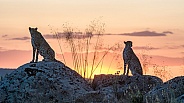 Cheetah's in the Sunset