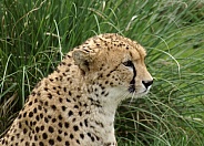 Cheetah