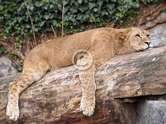 Lion (Panthera Leo)