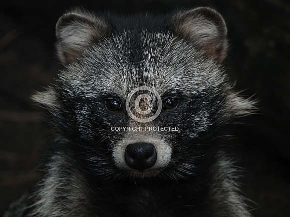 Common Raccoon Dog Common Raccoon Dog