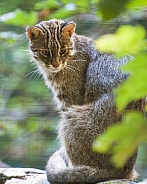 amur leopard cat