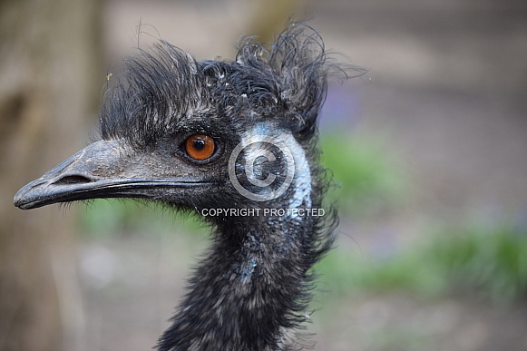 Emu Emu