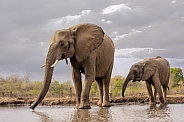 Elephant Mother and Calf