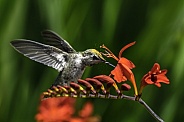 Hummingbird—Pollen Poof